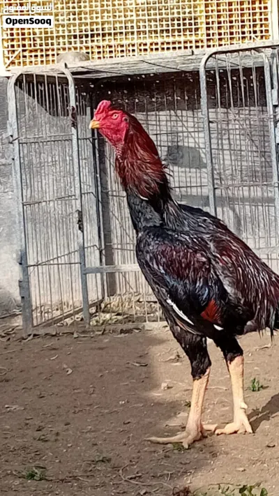 ديك باكستاني حر نحب الأول البيع 2
