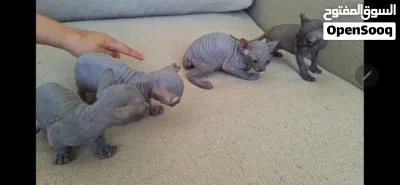 Blue High Quality Sphynx 2