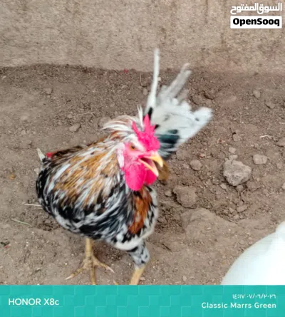 ديج ماكنتوش للبيع 4
