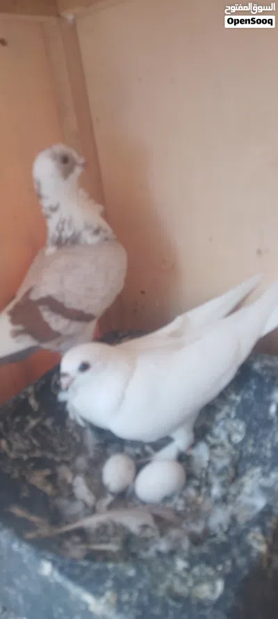 2كوبيات زاجل و مصري 3