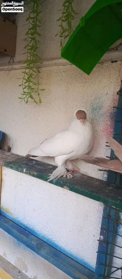 حمام محميه نضيف 3