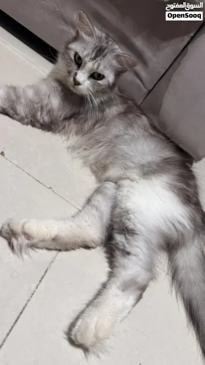 قطة للتبني 3
