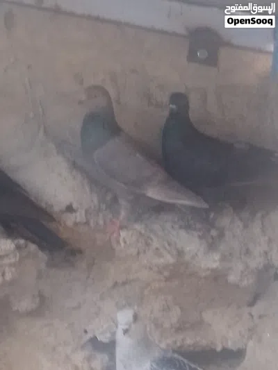 طيور حمام مشكل للبيع 4