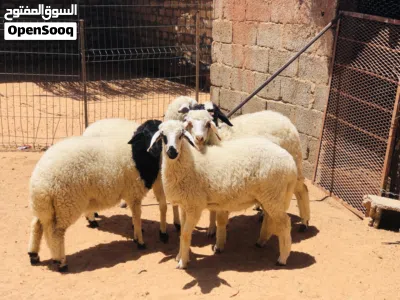 السلام عليكم فطايم لبيع ربي يبارك 3