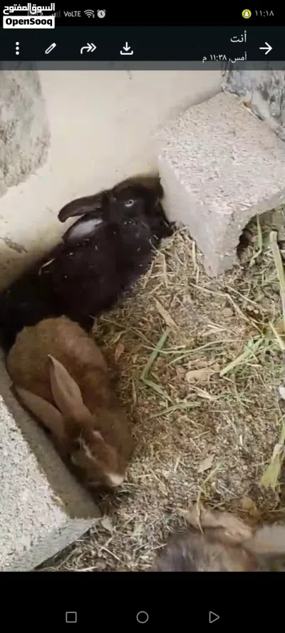 أرانب هولنديه للبيع 3