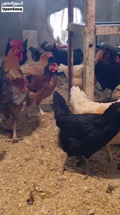 للبيع بيض بلدي مخصب للفقاسات 4
