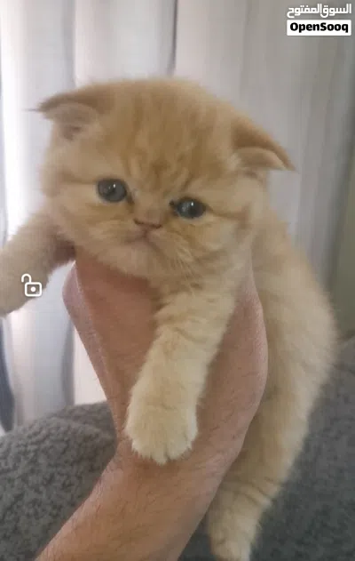 سكوتش دبل فولد، عمر شهرين ،أنثى وذكر 2