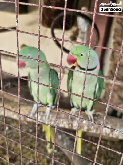 نيبالي للبيع زوج منتج غير مخصب اليف بس ما يصعد على اليد الصحة ممتازه 2