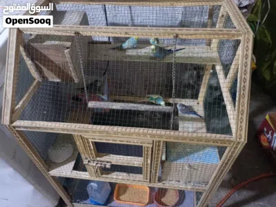 طيور حب هنه وقفصهن خمس ازواج 2