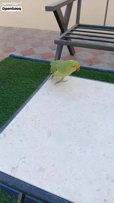بغبغاء الدره الهندي الوصف مهم 2