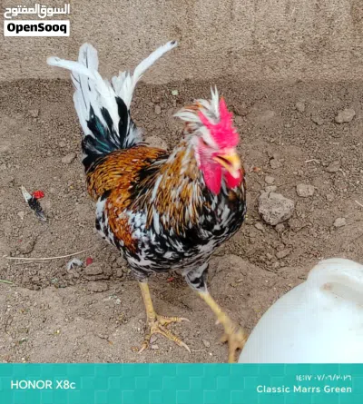 ديج ماكنتوش للبيع 3