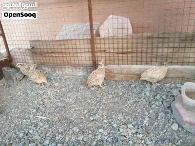 طيور للبيع بسعر مناسب ومغري أقرئ الوصف 3