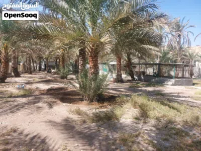 للبيع مزرعة ولايه قريات تواصل للجادين 4