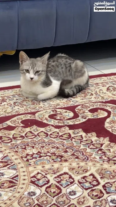 قطط أليفة جدا للتبني 4