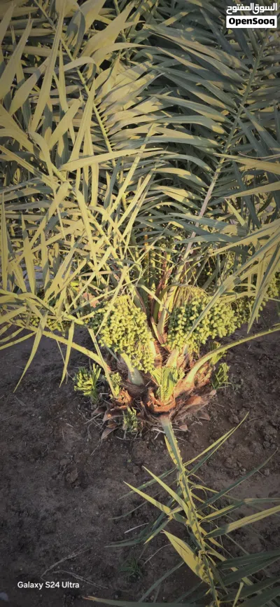 مزرعه لبيع في عبري الجفره 4