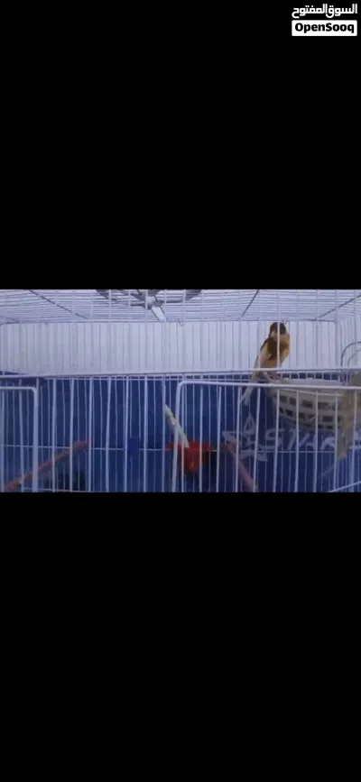 زوج كناري بالقفس 2