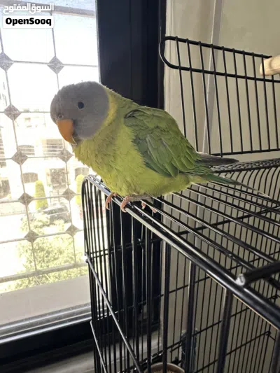 ببغاء الرأس البرقوقي plum headed parakeet اليف صغير بالعمر هادي غير مزعج مع قفص كوكتيل 3
