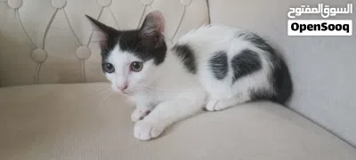 قطط ذكور للتبني 2