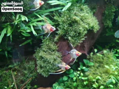 Angel fish Red Devil vails 2