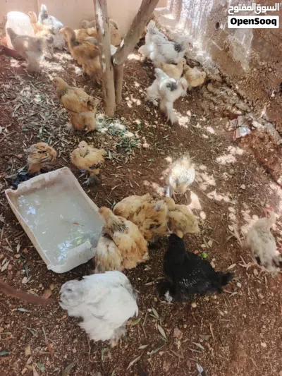 جاج عمر ثلاث اشهر وشهرين حجم جانبو 2