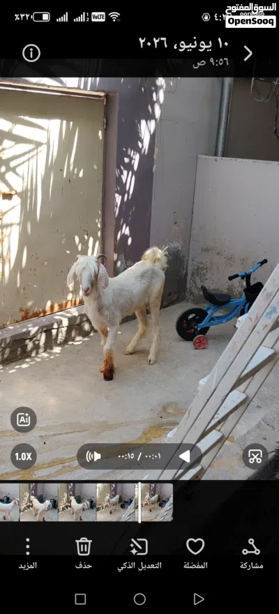 للبيع صخله من حلال الرحوب 2