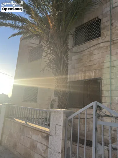 شجرة نخيل ذكر 2
