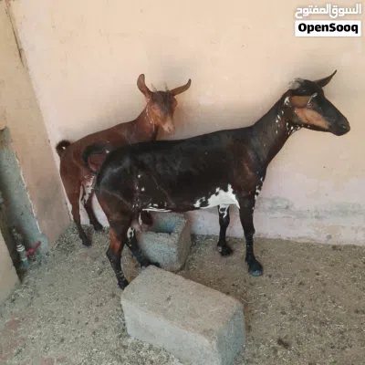 undefined 4