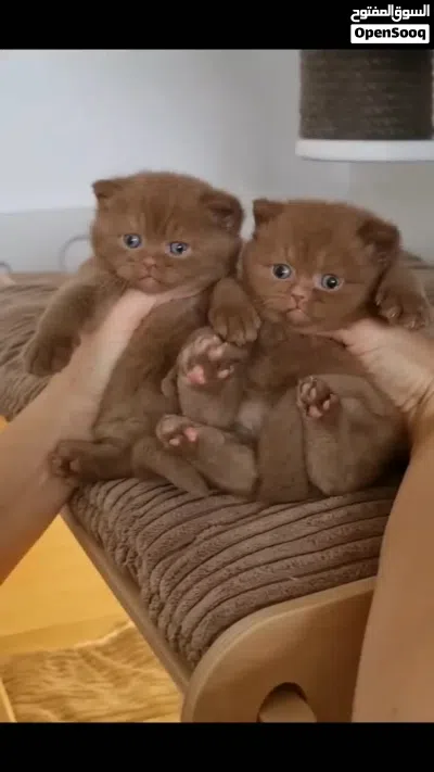 Adorable purebred kittens 3