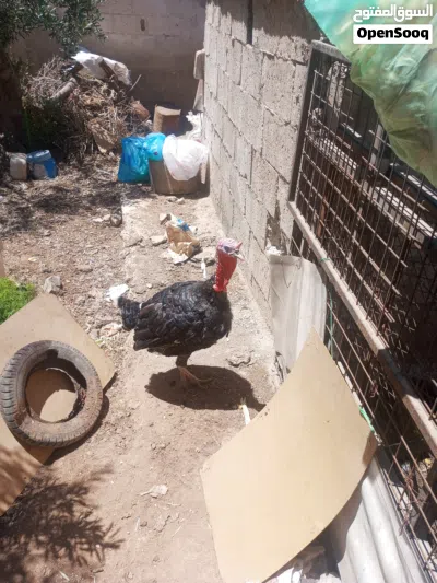 حبش عمر سنه 2