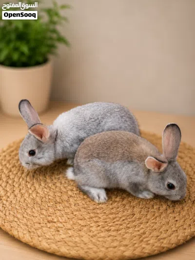 Small Netherland Dwarf Rabbits for Sale 4