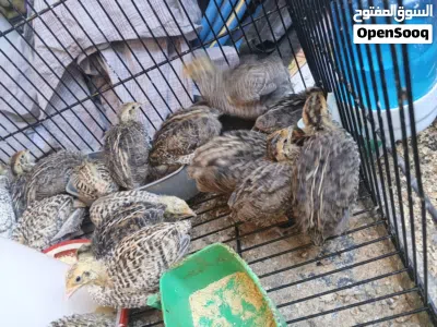 فري عمر 16 يوم بسعر حرق 4