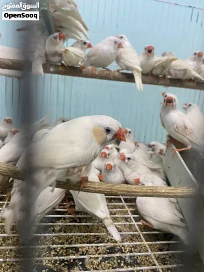 حضيرة زيبرا فيها جميع الالوان 3