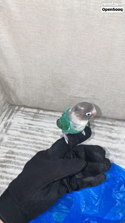 البيع فيشر 4