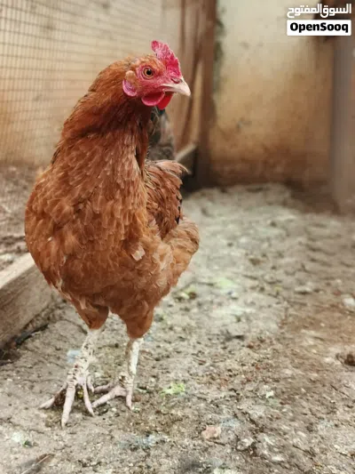 دجاج وديك للبيع بسعر مغري 4