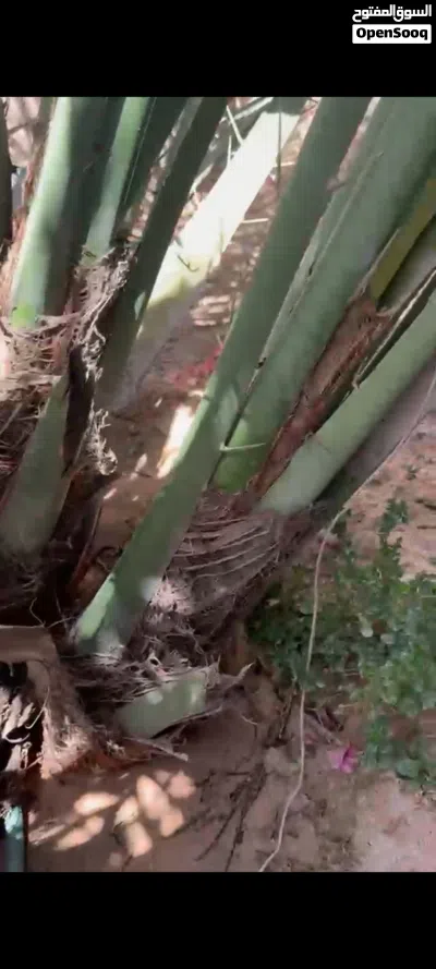 افراخ نخل برحي 2