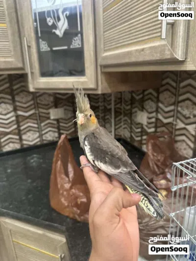 فرخ كوكتيل حبشي أليف العمر ثلاث اشهر 3