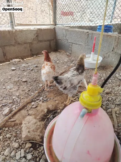 دجاج فرنسي لوهمان أصل لون البيض أحمر 4