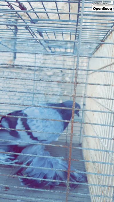 حمام شقلاب اسباني 4