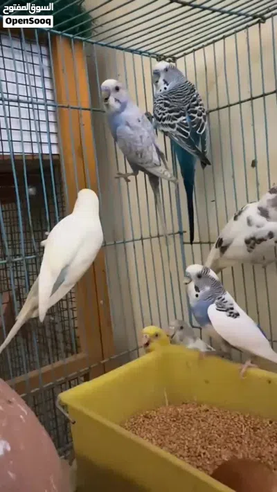 للبيع طيور حجل و بادجي و فيشر وروز 4