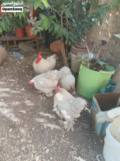 ديك و 3 جاجات كوشن بياضات 2
