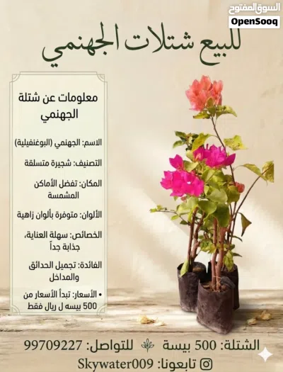 للبيع شتلات متنوعه واختار اللي يناسبك تابع الوصف. 3