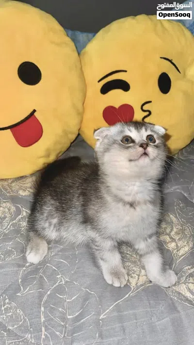 longhair Scottish Fold Cat with thick soft fur loves to play and be pampered the perfect co... 3