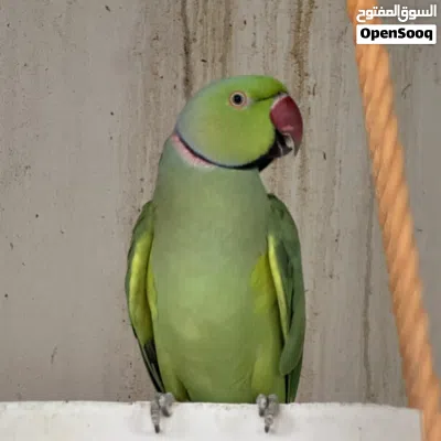 زوج ببغاء دره الاخضر الحجم الجامبو 3