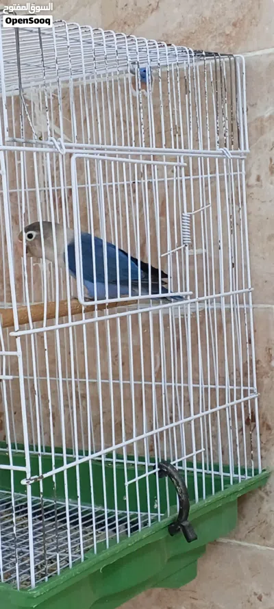 متاح نتايه بلو ربي يبارك 3