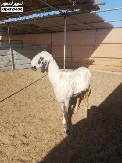 للبيع فحل نجدي بيور مد وشو ما شاء الله خيل حجم خرافي عمره سنه وشهرين تقريبا 2