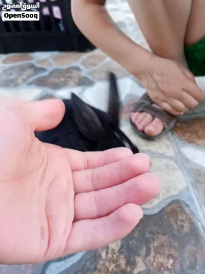 ارنب جميل للاطفال 3