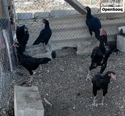 دجاج باكستاني 2