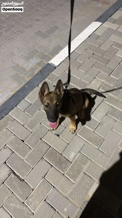جلب مالينوا بلجيكي 3