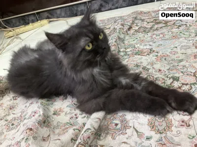 Doll-Face Persian 10 (months) 3