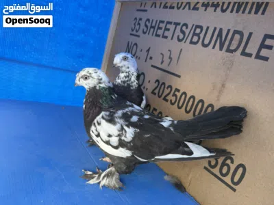 undefined 3